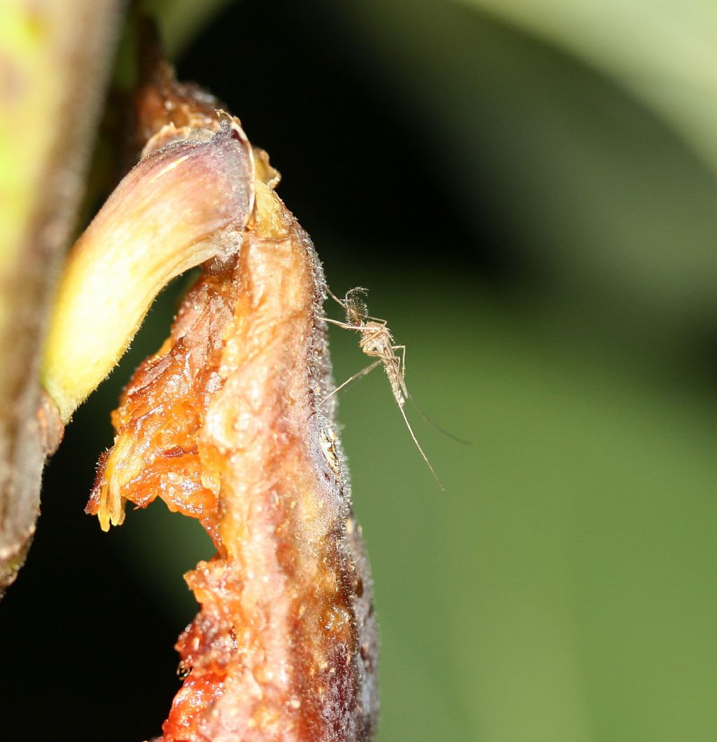 Anofele maschio? No. Maschio s.f. Culicinae (Culicidae)